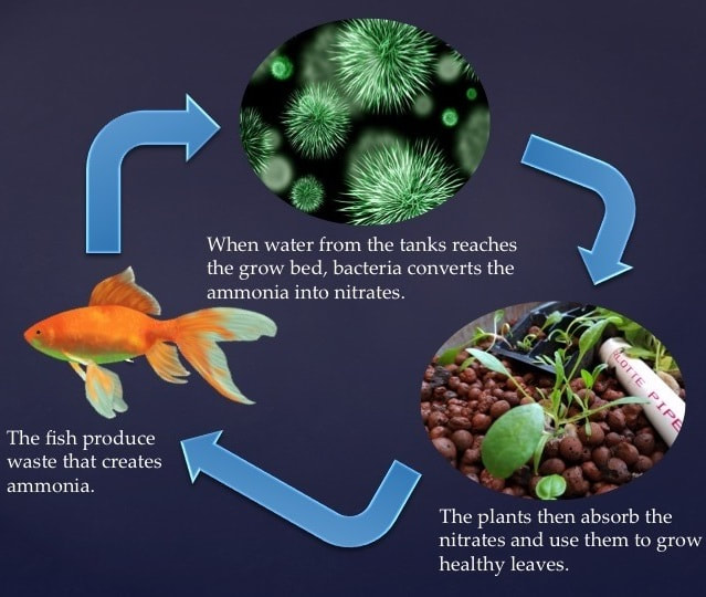 Aquaponics | Hydroponics with Water Animal Wastes - ESD Consultancy &  Building Simulations